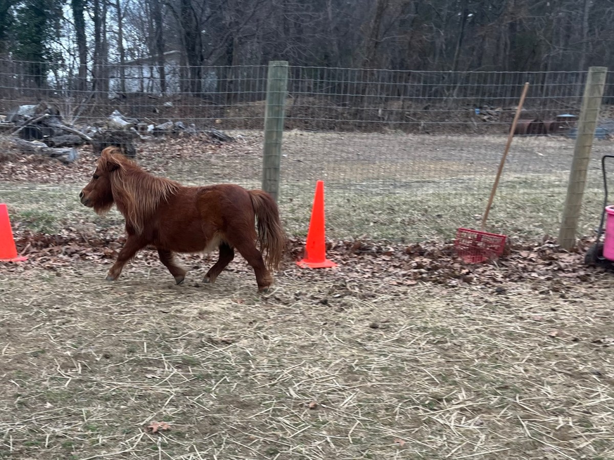 Let’s learn horse colors –&nbsp;Chestnut