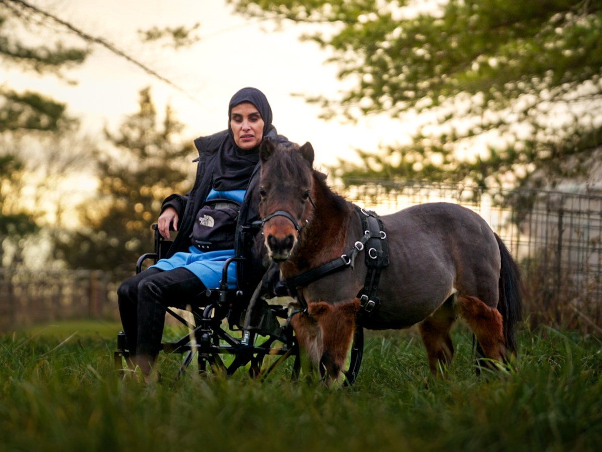 Let’s learn horse colors –&nbsp;Bay