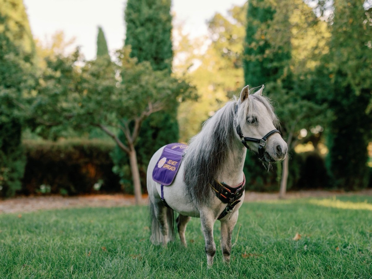 Let’s learn horse colors –&nbsp;Grey