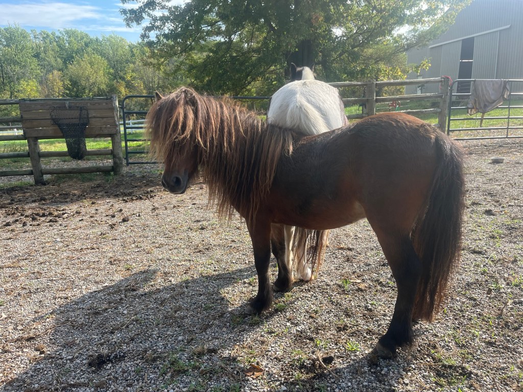Sonic stands in the pea gravel paddock, looking fantastic with fabulous mane. Argo’s butt is seen right behind him.