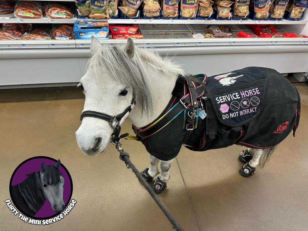 A grey mini horse standing in an aisle at the grocery store. She fits very easily in the aisle with room to spare. She is wearing a black halter and leash, a black blanket, black harness with rainbow trim, black vest, and black hoof boots.