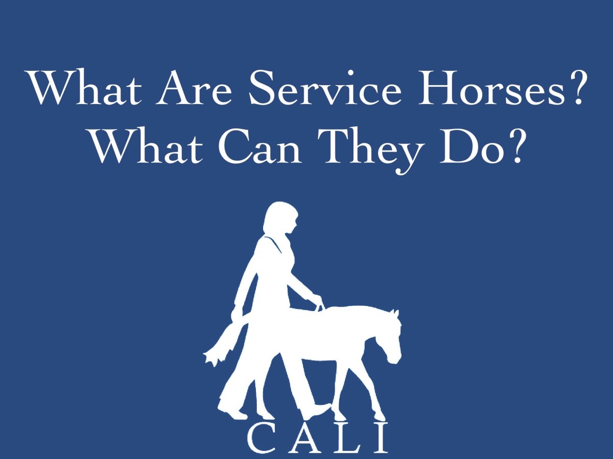 What are service horses? What can they do?  