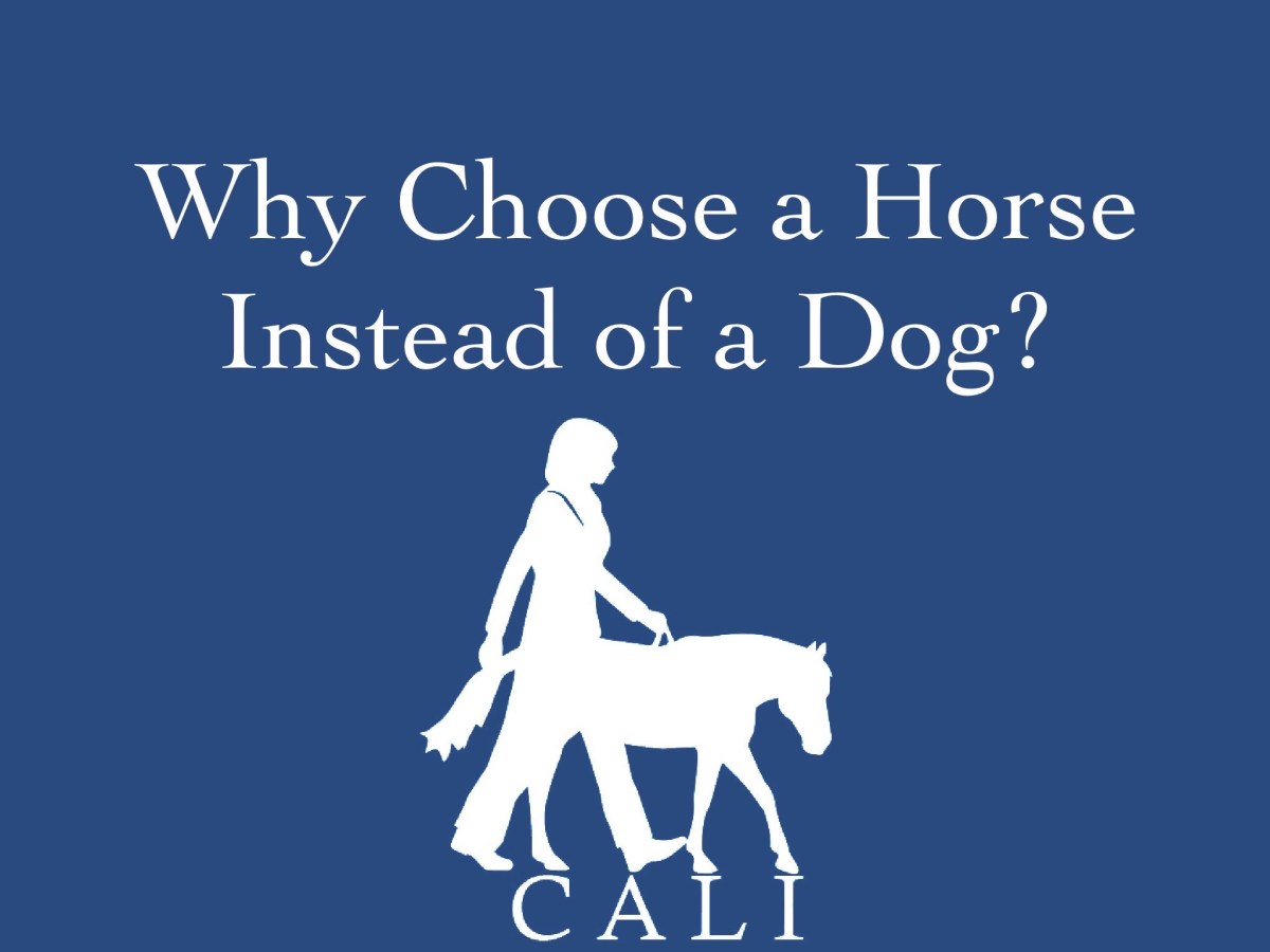 Why choose a horse instead of a dog?  