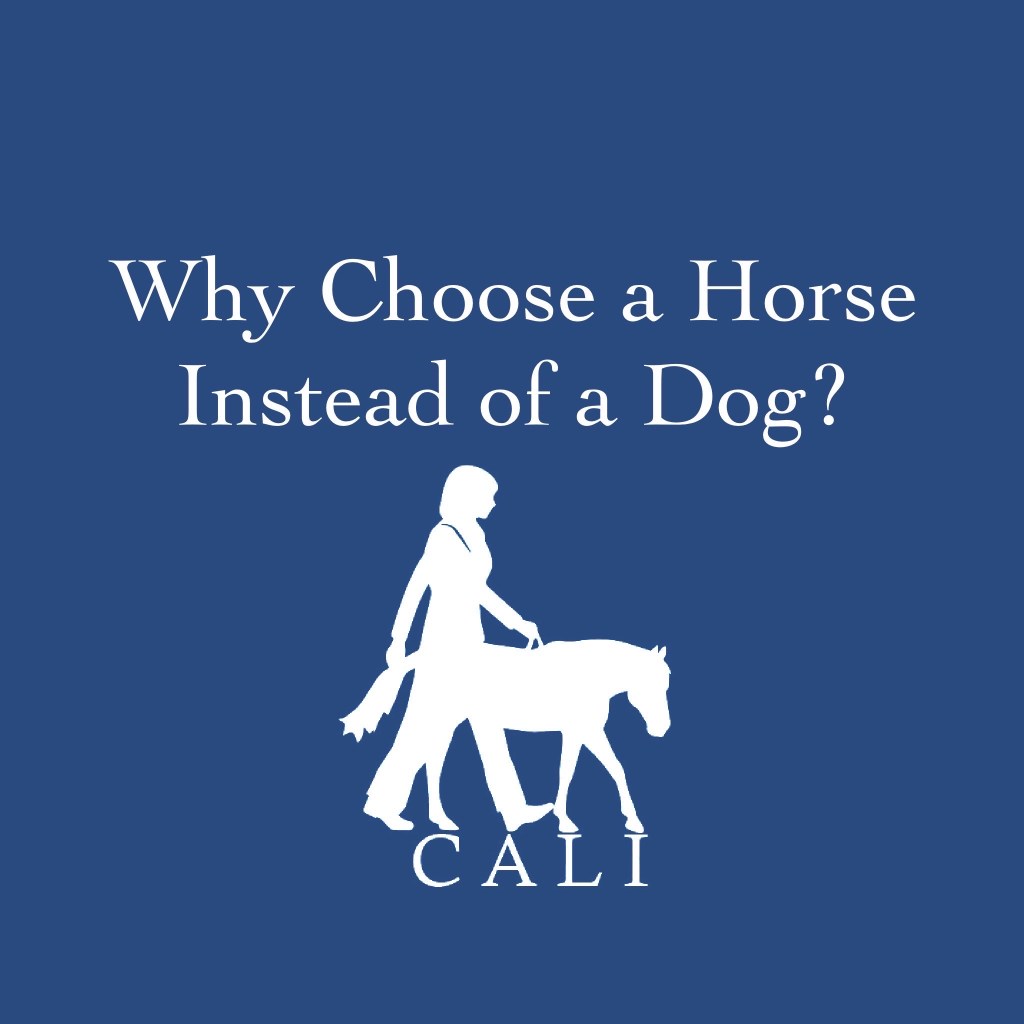 A blue graphic with the CALI Corp logo in white. The text at the top of the of the graphic says "Why choose a horse instead of a dog?" The logo shows a woman walking with a mini horse that is guiding her. Beneath their feet are the letters "CALI".