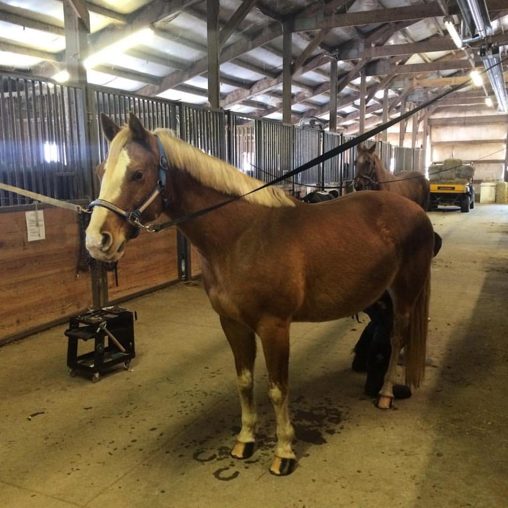 A chestnut paint horse stands cross-tied in a barn aisle. He has a big white blaze, lots of white on his legs that comes high up, and a flaxen mane and tail.