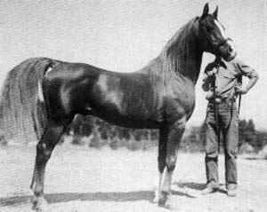 A black and white photo of Gulastra, an Arabian stallion, with a handler. He is bay with a flaxen tail.