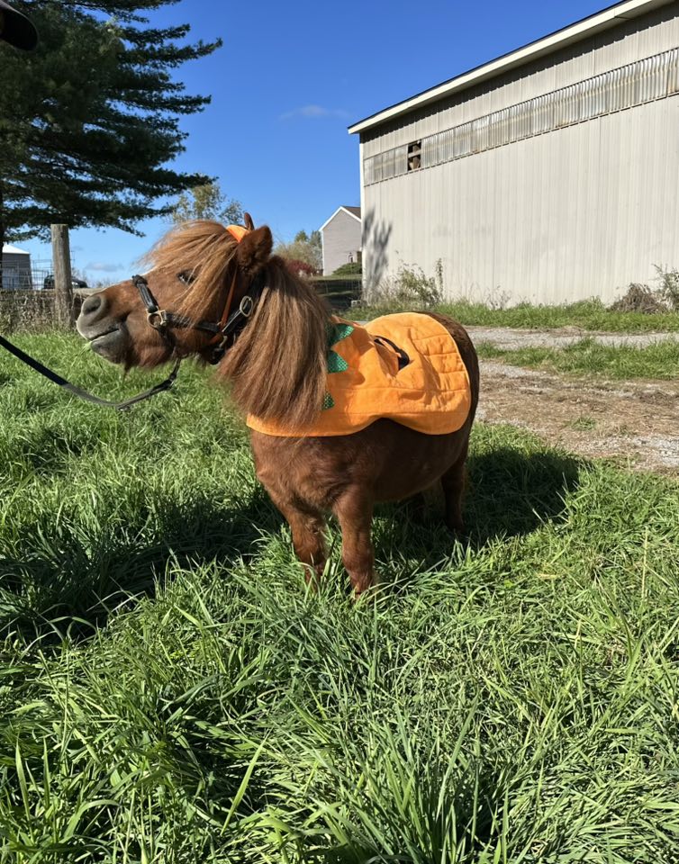 Ruby, a stout chestnut mini horse, stands in a field of long grass. She is dressed up as a pumpkin for Halloween, wearing  pumpkin blanket that velcros around her neck and then extends down her back with a pumpkin face on it, and a tiny little green pumpkin top hat. 