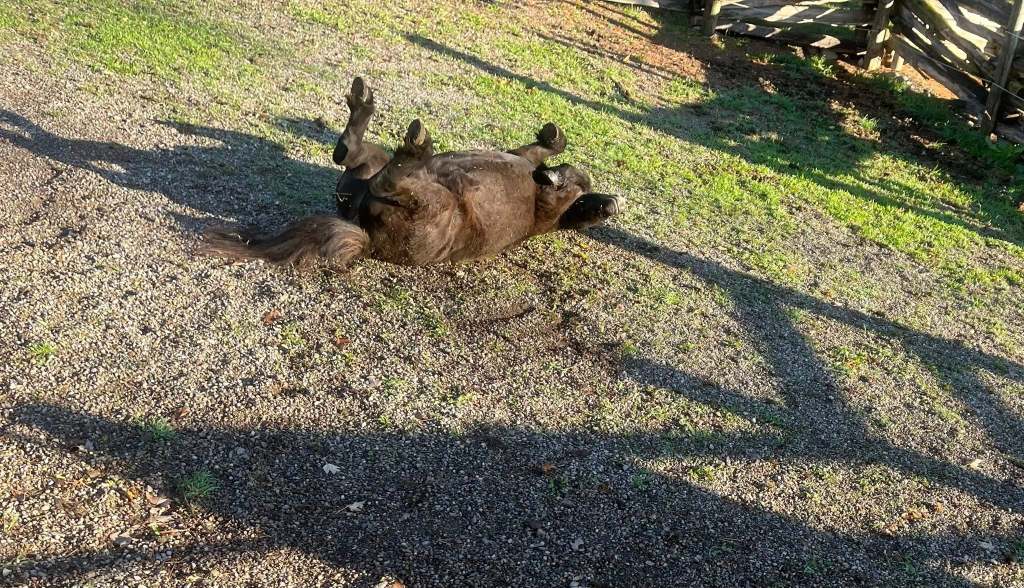 Spencer, his coat looking both darker and much more fluffy than in the previous photo, lays on his back, enjoying a good roll, all 4 feet up in the air. 