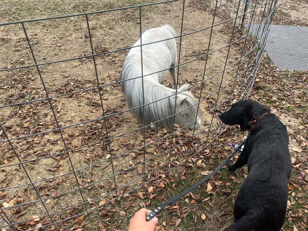 A mini horse and black labrador sniff one another through a wire fence. The mini horse, Flirty, is a nearly perfect, vibrant white. The only areas of pigment left are a bit of a light gray ombre at the bottom of her long mane and some light gray around her knees and hocks.  