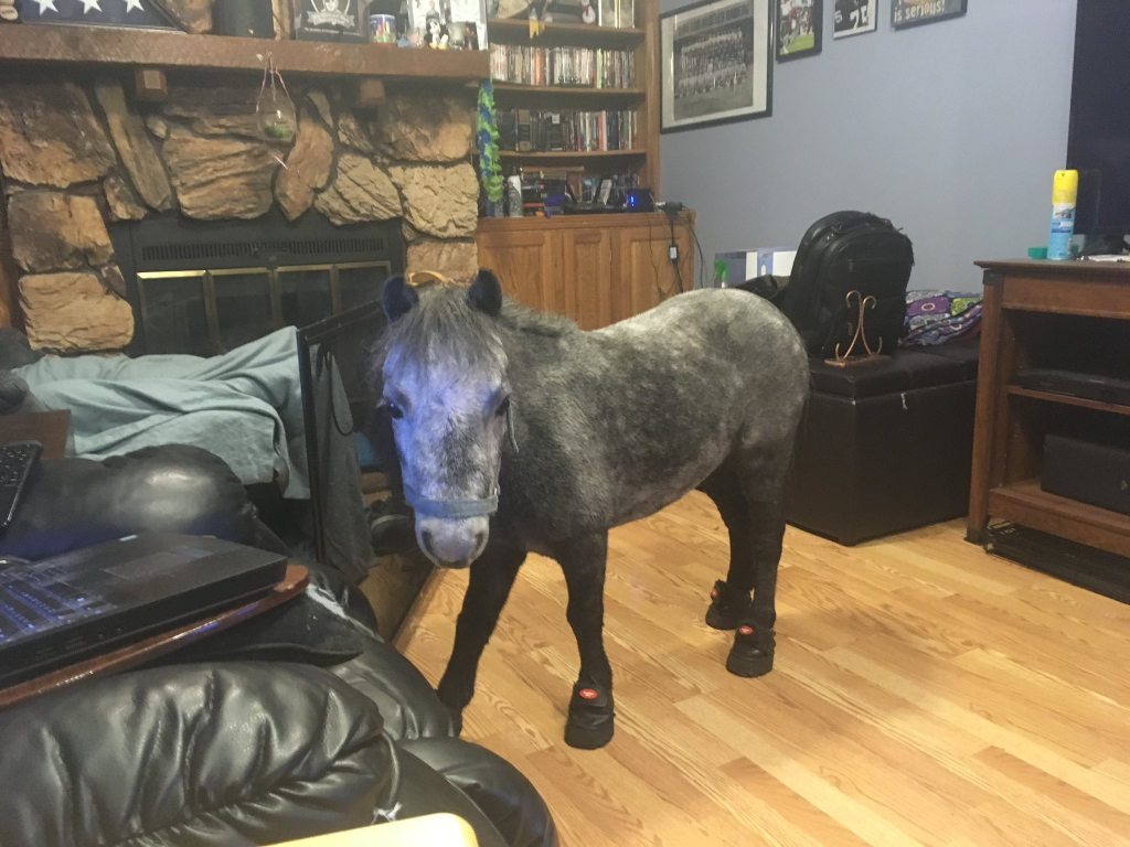 A steel grey mini horse with dapples stands in a living room. Her body is steel grey and her legs are black. Her forelock is steel grey, as well. She is looking at the camera, her face a little bit lighter than the rest of her body. She’s wearing a light blue halter and black hoof boots.  