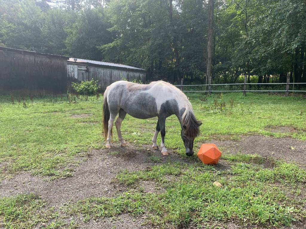 A petite but chubby pony sniffs at the ground near an orange polyhedral toy. The pony has a mostly grey coat with white patches. Her back and the upper part of her neck are covered with a white area that extends down toward her shoulders. Her body, where she doesn’t have the pinto patches, is a medium shade of gray. Her mane and tail are a mix of white and grey, with some brownish hues especially near the head. Her head and lower legs are a significantly darker grey, almost black. 