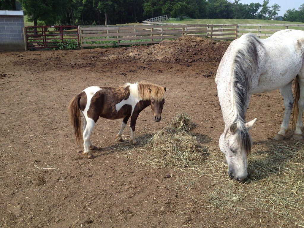 A brown and white pinto, mini horse graces near a full sized, flea bitten gray horse. The grey horse has a predominantly white coat, her body covered in countless small, darker grey speckles. The speckles, correctly called flea bites, are especially concentrated on her neck, shoulder, and upper legs. Her mane and the base of her tail are a mix of lighter and darker grey, with some sections appearing almost silvery near the roots and darker, almost black, strands running through the mane, particularly along the top. Her face shows a gentle gradient of color, starting almost white on the muzzle and darkening slightly as it blends toward the ears, where the speckling increases. Her lower legs are lighter with fewer spots, and her belly and inside of her limbs are mostly a plain, soft greyish white. 
