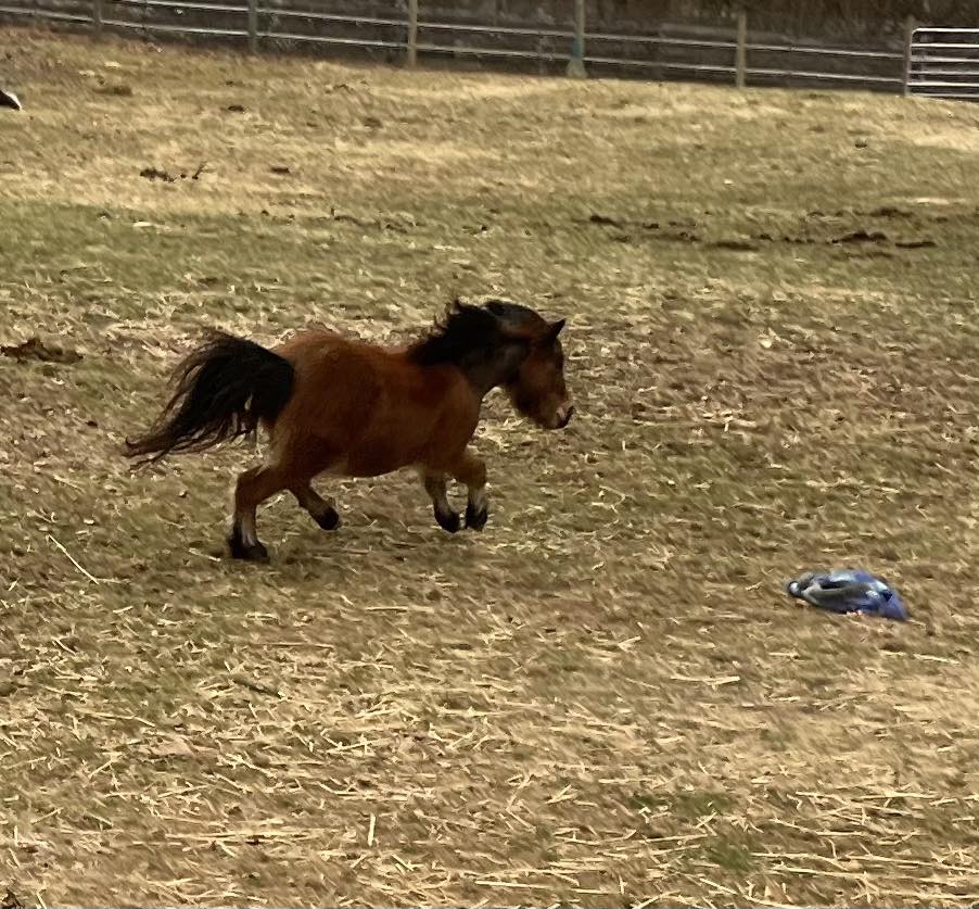 A blood bay horse gallops across a grassy field.