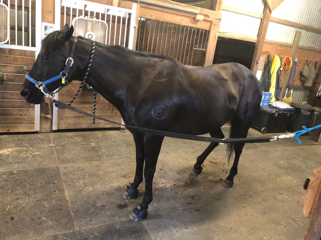 A black horse standing cross tied in the aisle of a barn.