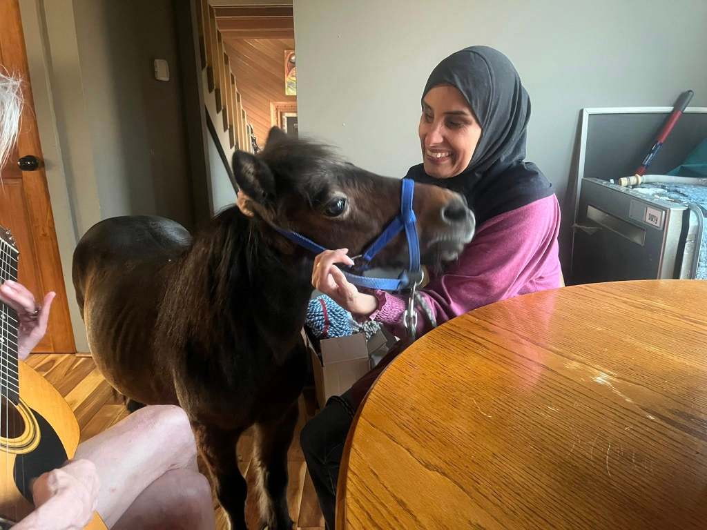 A fantastic pic of Mona sitting at the kitchen table with Cali. Mona is smiling and looks like she is about to scratch Cali’s cheek. She looks very happy. She is wearing a black hijab and long sleeve pink shirt. Cali is wearing a blue halter and has her head raised. I think she either was about to give a kiss, or just finished giving one. Her ears are forward and she looks adorable.